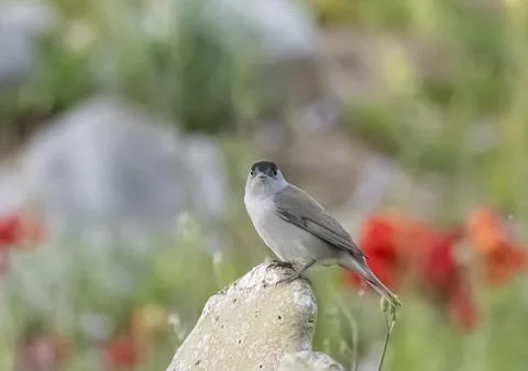 Bird flying high on the wind. Stock Photos