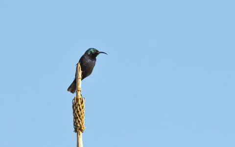 Bird flying high on the wind. Stock Photos