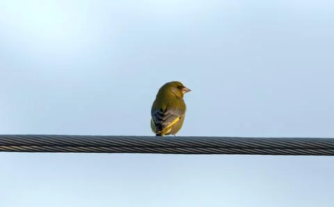 Bird flying high on the wind. Photos