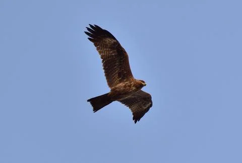 Bird flying high on the wind. Stock Photos