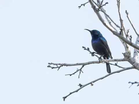 Bird flying high on the wind. Photos