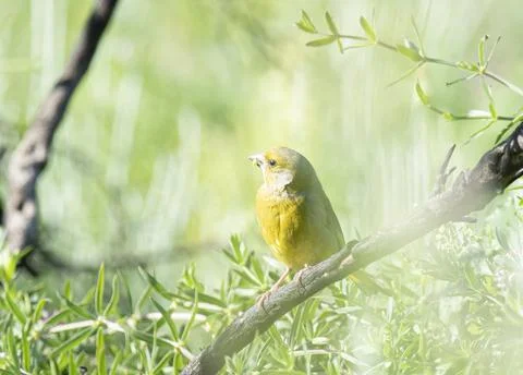 Bird flying high on the wind. Stock Photos