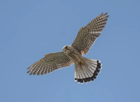 Bird flying high on the wind. Stock Photos