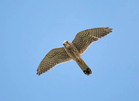 Bird flying high on the wind. Stock Photos