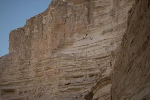 Bird flying infront of a mountine Stock Photos