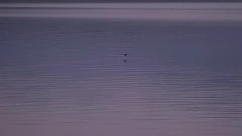 Bird flying low over the blue water of a calm blue lake at twilight. 스톡 동영상 256643343