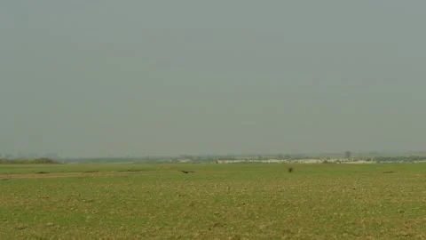 Bird Flying Low Over Green Meadow and Cultivated Farmland. Video stock 333848925