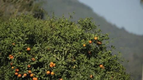 Bird flying from a mandarin orange tree 스톡 동영상 42227023