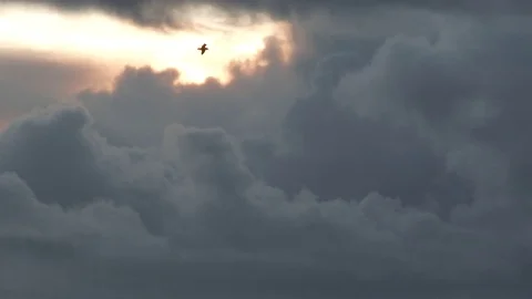 Bird Flying Before Massive Storm Cloud Stock Footage 82546398