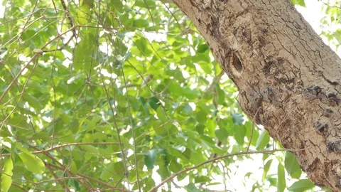 Bird flying in to nest on high tree  in tropical rain forest. Stock Footage 104933124