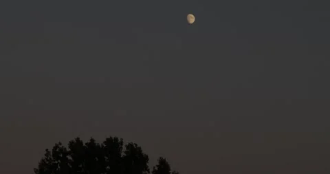 Bird flying at night in front of the moon and tree silhouette Stock Footage 160679181