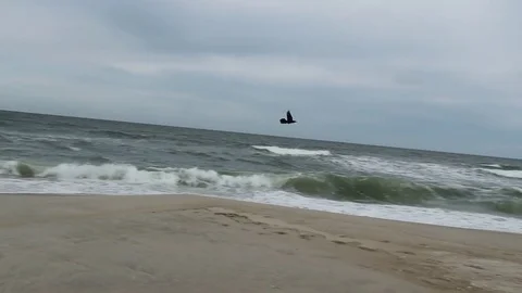 Bird Flying at Ocean slow motion Stock Footage 75137453