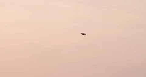 Bird flying on the orange sky sunset magic hour 6 Stock Footage 127591612