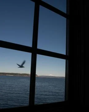 Bird flying outside of window Fotos Stock