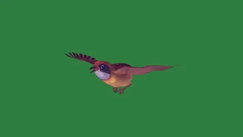 A bird flying over and through the air on in isolated isolated on green screen Stock Footage 336858866