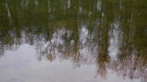A bird flying over and the trees are reflected on the surface of rippling water 스톡 동영상 191591710