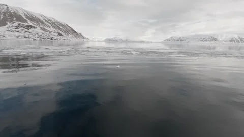 Bird Flying Over Arctic Sea Ice in Svalbard Fjord, Norway 库存影片 336689433