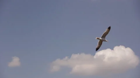 Bird flying over city Stock Footage 40246206