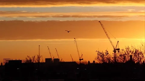 Bird flying over during orange sunset Stock Footage 147532174