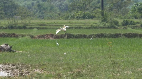 Bird flying over the field Stock Footage 117835236