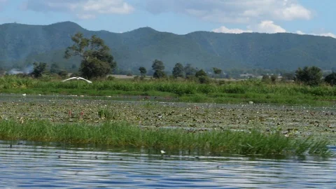 Bird flying over floating gardens in Burma, asia in hd slow motion Stock Footage 95202348