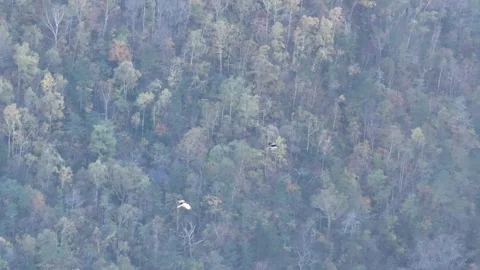 Bird Flying Over Forest Filled With Trees Stock-Footage 265801759