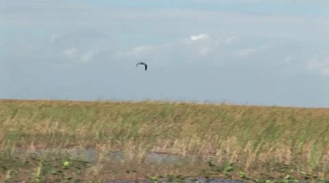 Bird Flying Over a Grassy Field with A Cloudy Sky In The Background 스톡 동영상 19201892