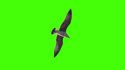 Bird flying over the head on chroma key Stock Footage 171564723