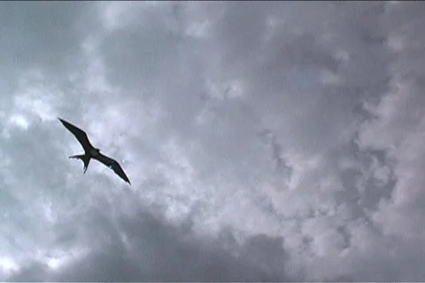 Bird flying over head Stock-Footage 81115