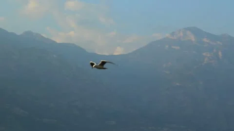 Bird flying over lake Stock Footage 20488718