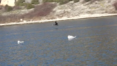 Bird flying over the lake surface Stock Footage 270617331