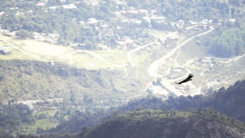 Bird flying over mountains Stock Footage 97810137