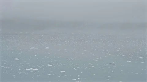 Bird flying over the ocean at glacier Bay National Park, Alaska, USA Stock Footage 79042177