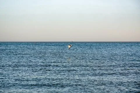 A bird is flying over the ocean Foto stock