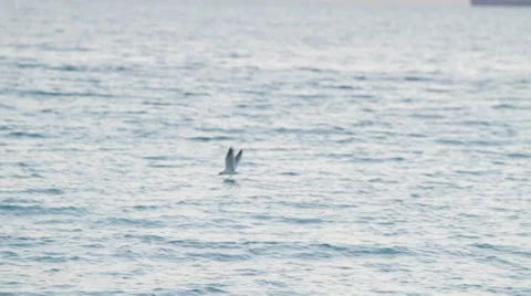 Bird flying over ocean in slow motion 库存影片 50271432