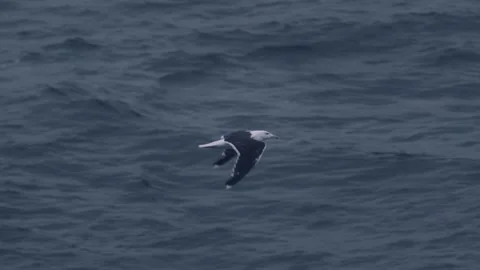 Bird flying over the ocean in slow motion Stock Footage 161019298