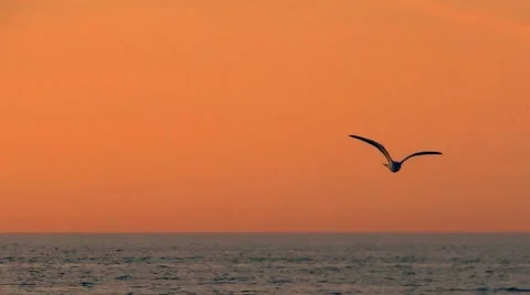 Bird flying over ocean in sunset Vídeos de archivo 45480358
