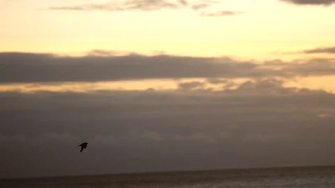 Bird flying over the ocean at sunset Stock Footage 91375856