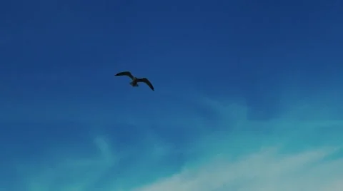 Bird flying over palm tree Vídeos de archivo 45226169