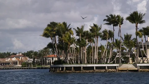 Bird Flying over Palm Trees by Water Vídeo Stock 86431387