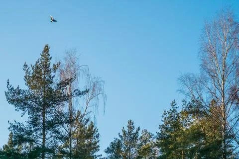 A bird flying over pine trees Stock Photos