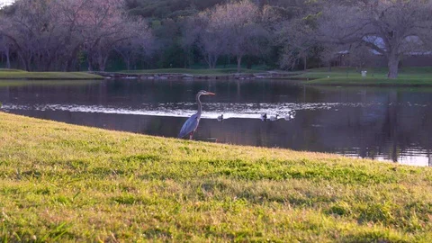 Bird Flying Over Pond Tracking Shot Video stock 90011726