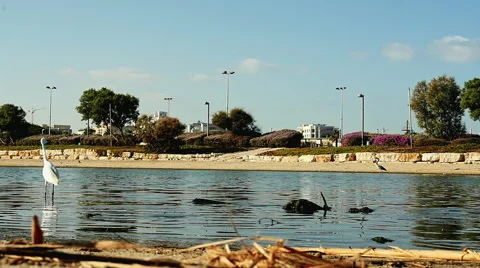A bird flying over the river 库存影片 68853227