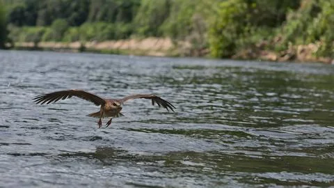 Bird flying over river Stock Photos