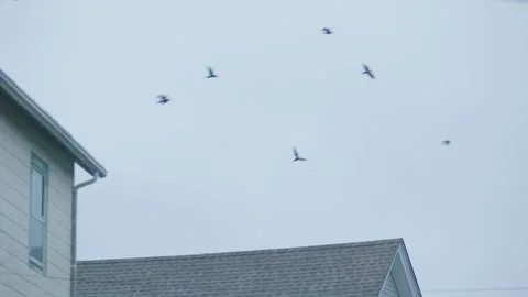 Bird Flying over rooftops Stock Footage 276382342