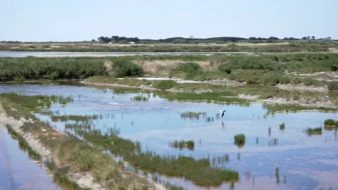 Bird flying over a salt marsh in l'Ile de Ré slow motion Stock Footage 95937644
