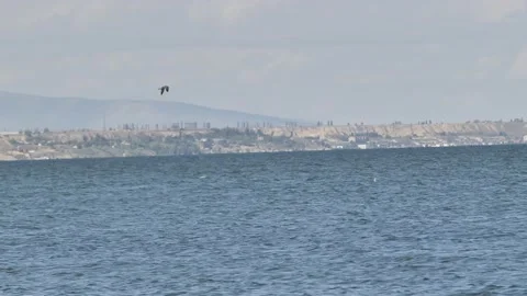 Bird flying over the sea Stock Footage 168310744