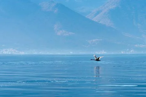 Bird flying over the surface of a blue alpine lake Stock Photos