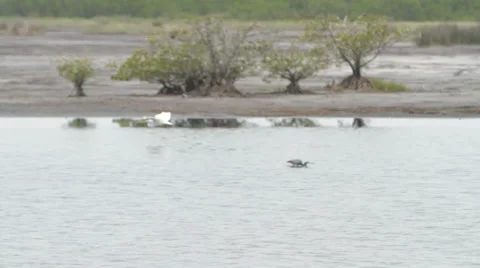 BIRD FLYING OVER SWAMP Stock Footage 29887539