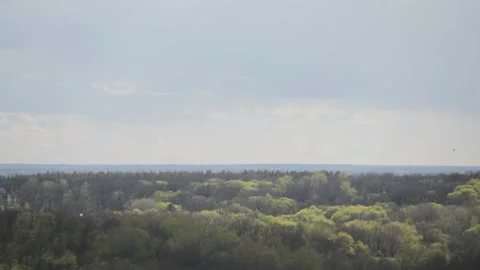 Bird Flying Over Treeline 動画素材 187552049